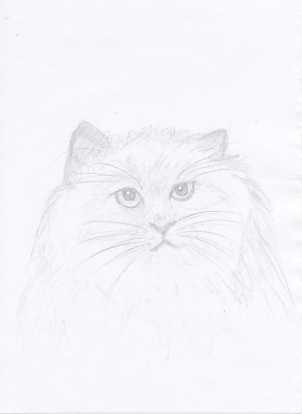 himalayan cat by stippie
