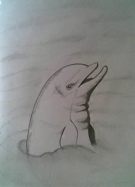 a Dolphin by strawberry