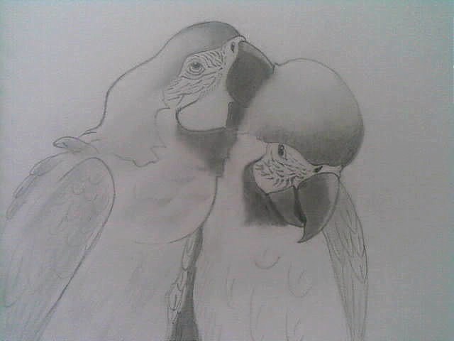 Macaws by strawberry