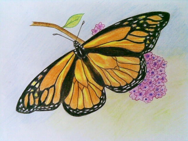 Monarch Butterfly by strawberry