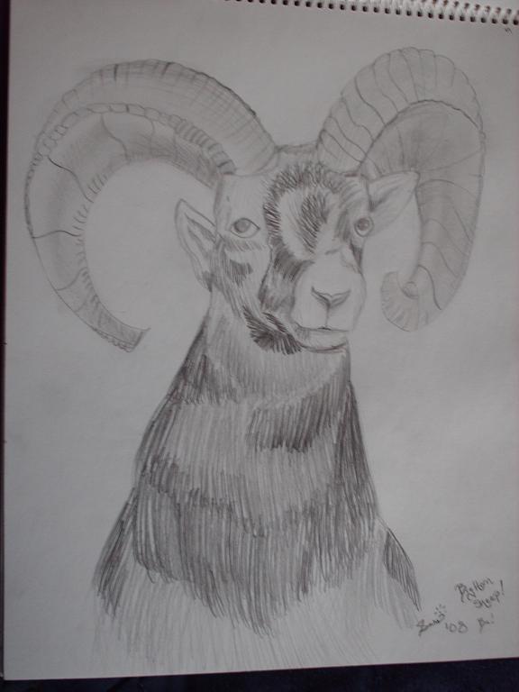A mighty Big Horn Sheep! by supergirlcomix