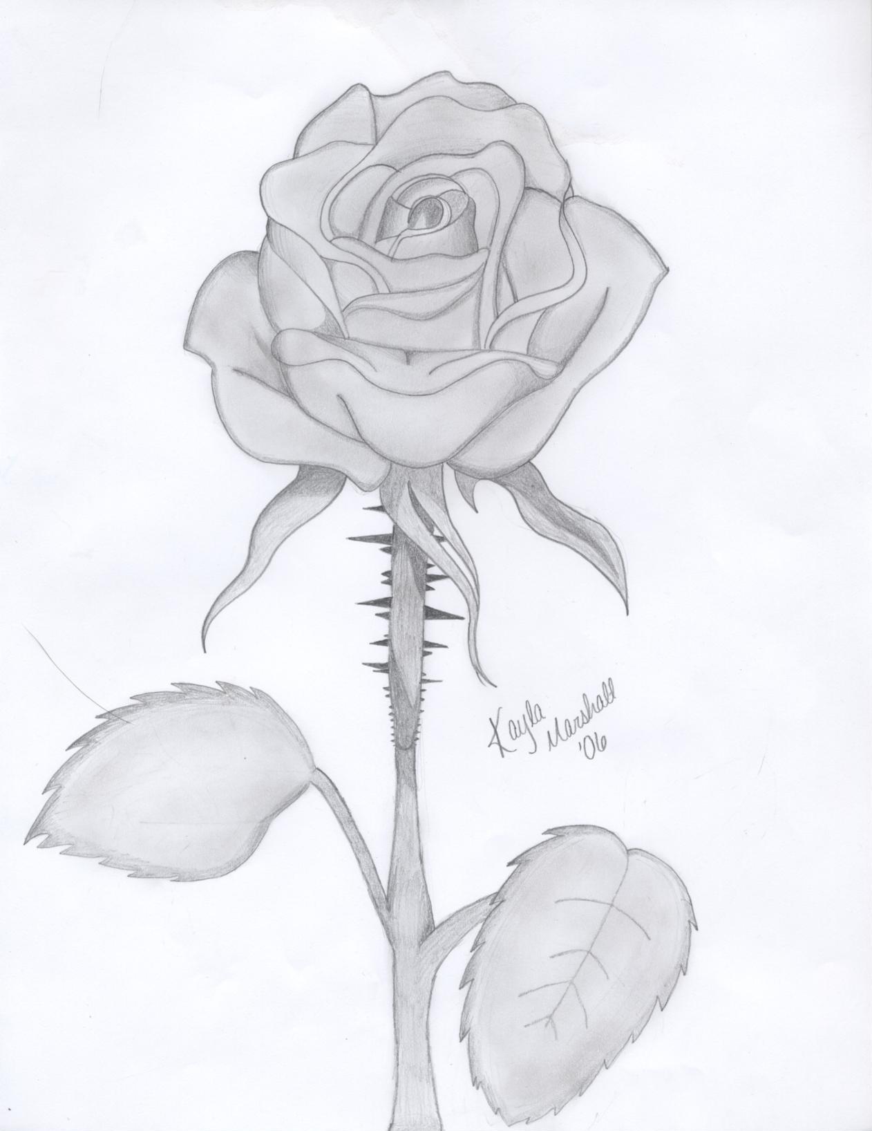Delicate rose by sweet16_angst