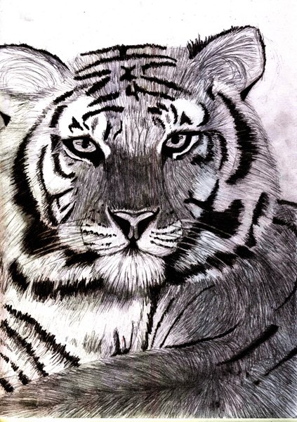 Tiger by sweethell