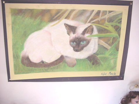 Siamese cat by Tabery