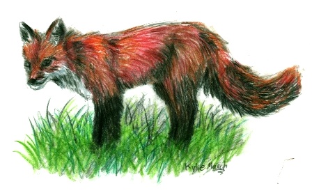 Pencil crayon fox by Tabery_kyou