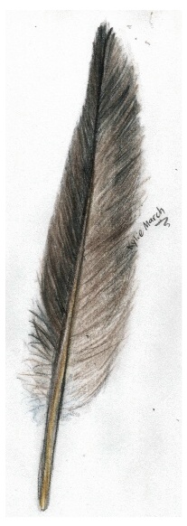 Feather by Tabery_kyou