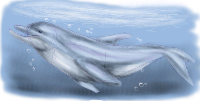 dolphin by Taiga