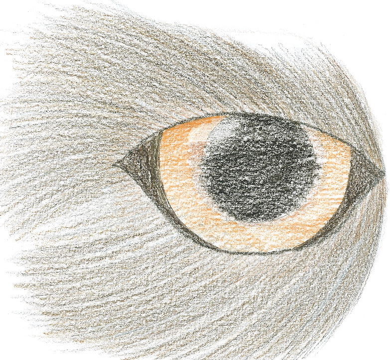 Wolf Eye close up. by Takita_9