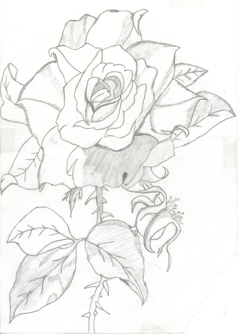 A Single Rose by TariTroi