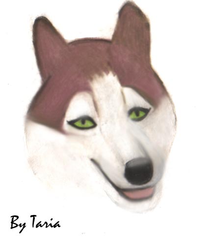 Dog by Taria