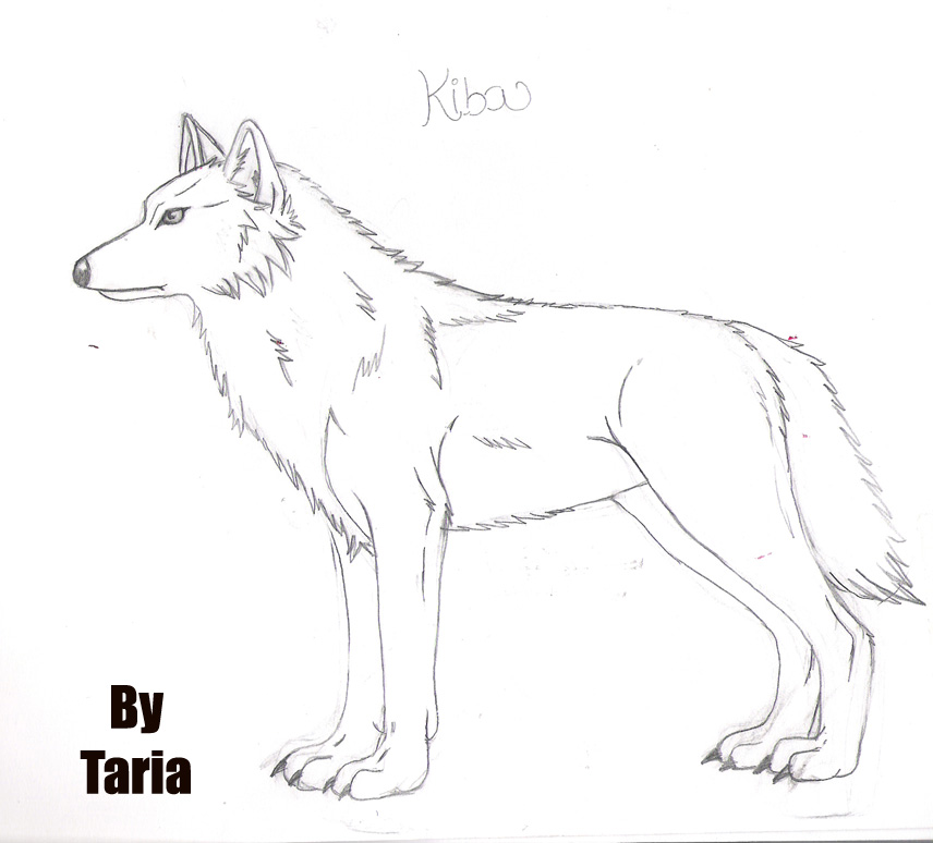 wolf rain coloring pages - photo #7