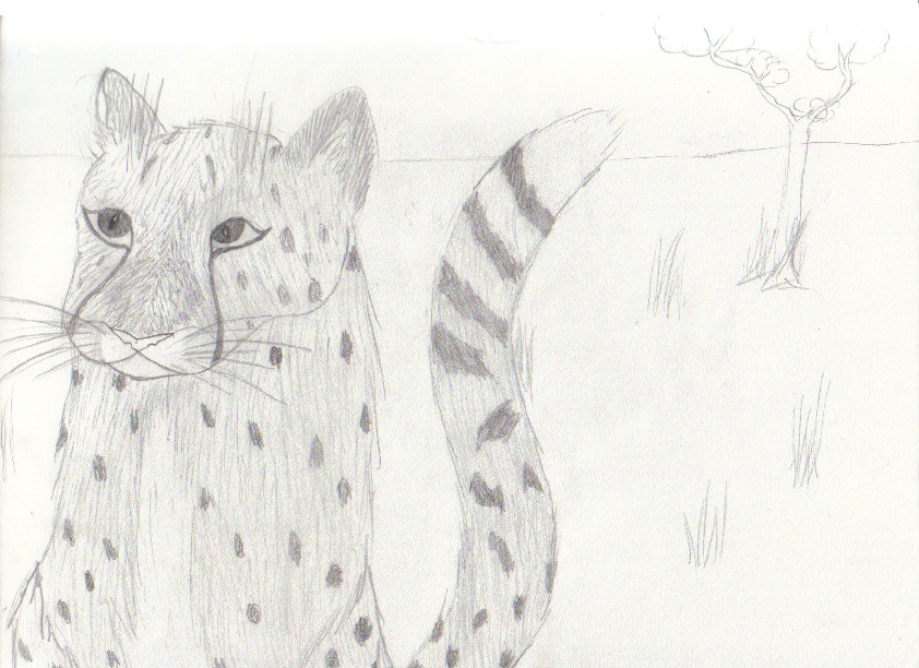 Regal Cheetah by Taslin