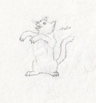Likkle kittin by Taslin
