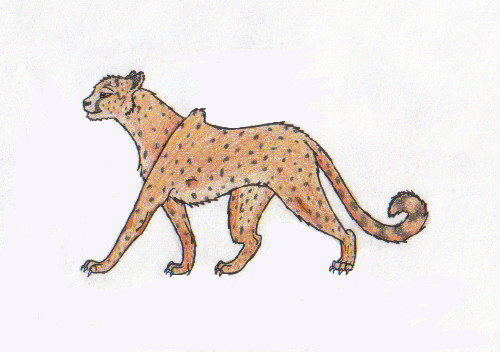 Cheetah! by Taslin