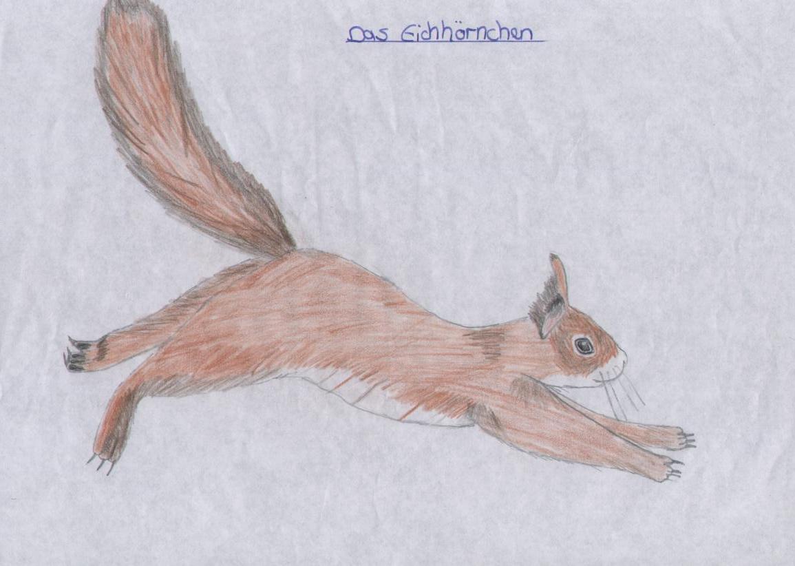 A squirrel +lol+ by Teemu