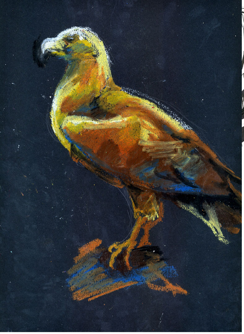 Eagle sketch by Templado