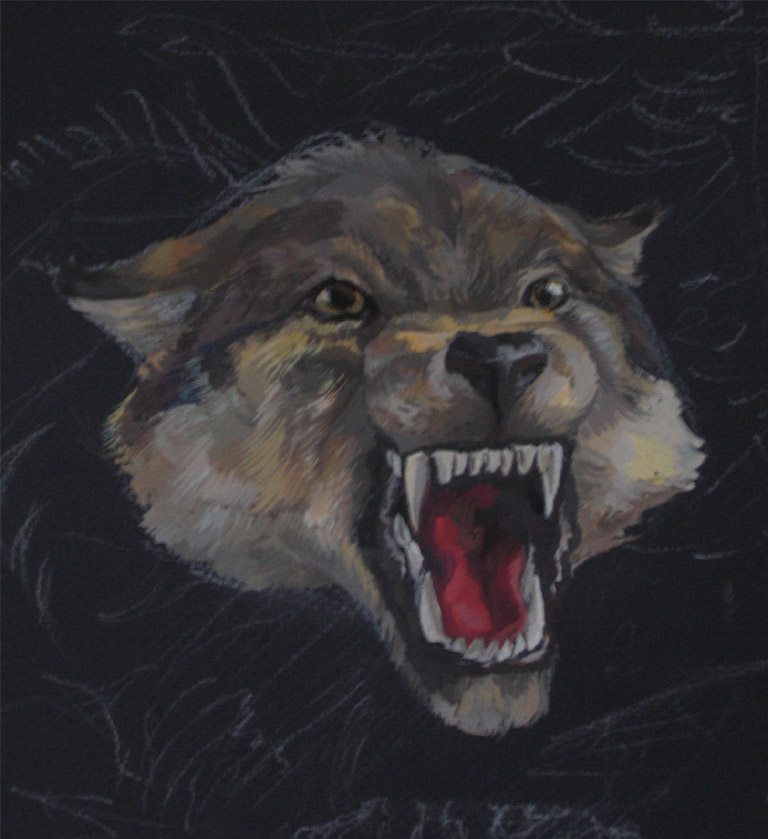 Grey wolf by Templado