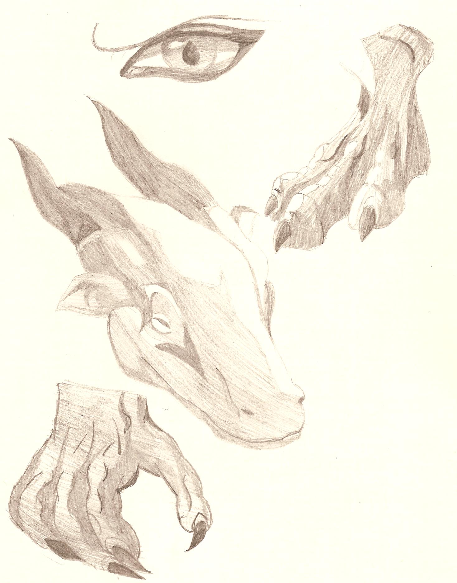 dragon parts *sketch* by Terra_Kitsune