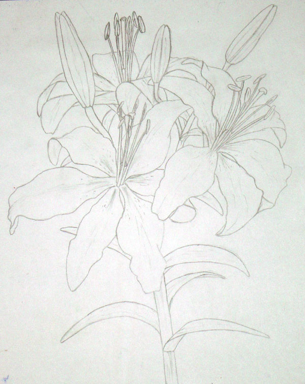 Pencil Drawing of Lilies by TheArchitect