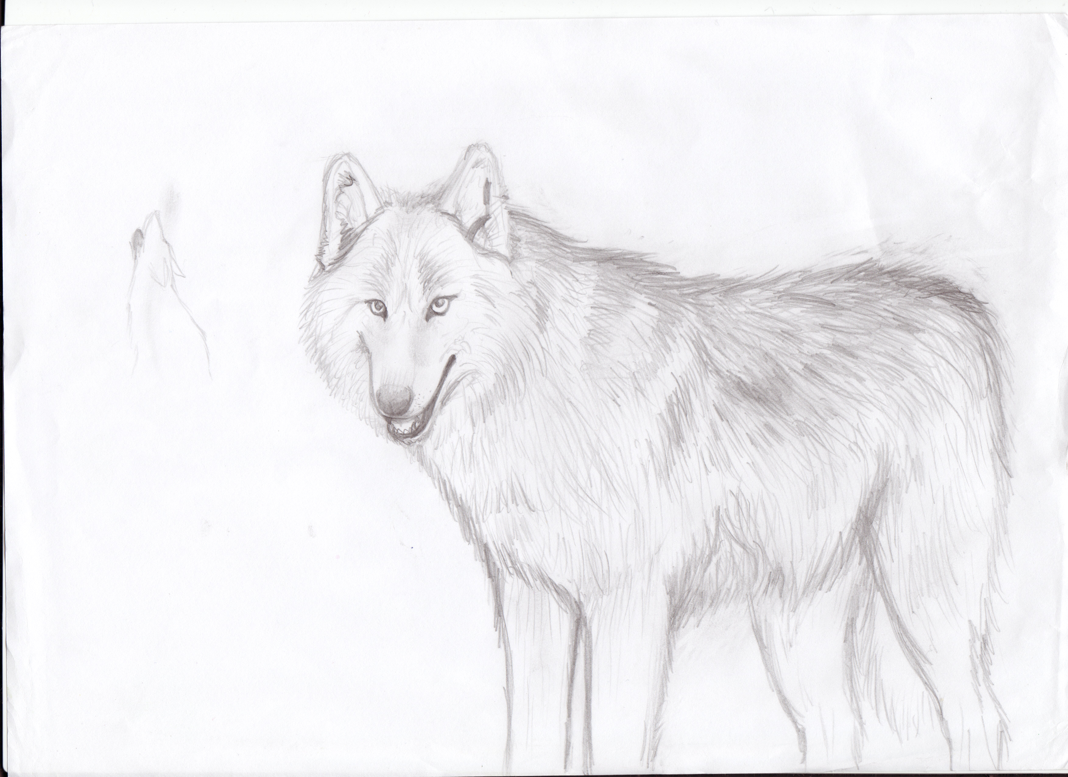 wolf by TheWolfsgirl90