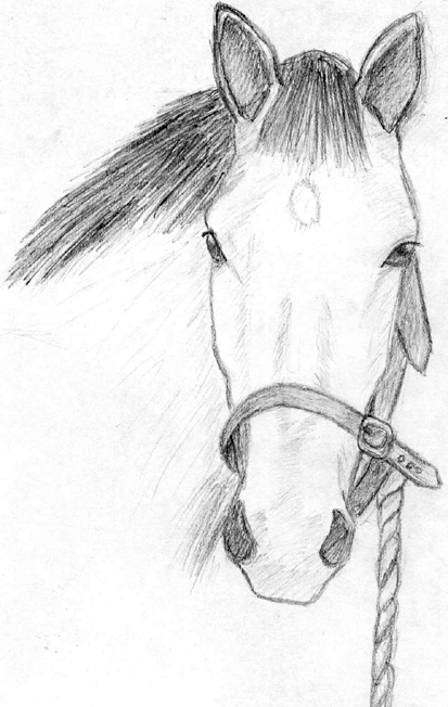 Horse ^o^ by TifaBakura