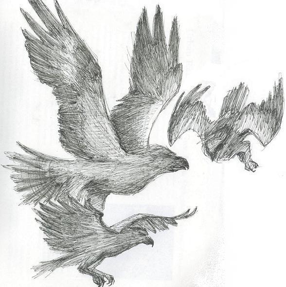 Osprey.  [Ink doodles] by Trinity_Fire