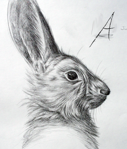 Hoback Rabbit by TwilightDragon
