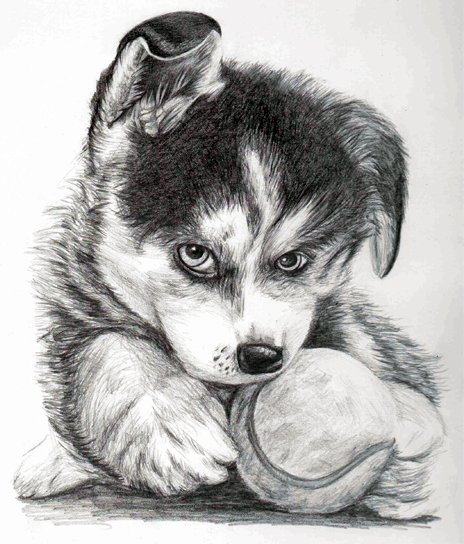 Husky Pup by TwilightDragon