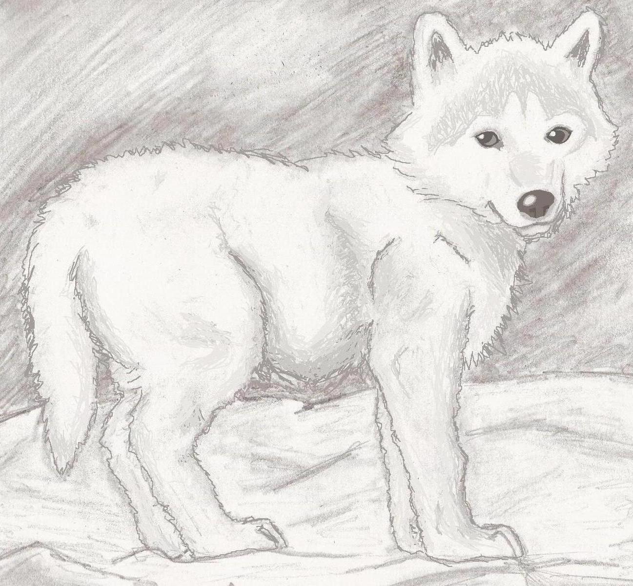 White Wolf Pup by TwilightZone