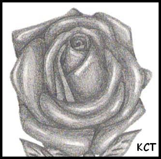 Rose Sketch by Twister