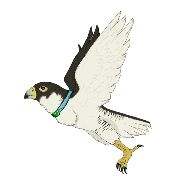 flying falcon animation by tasha