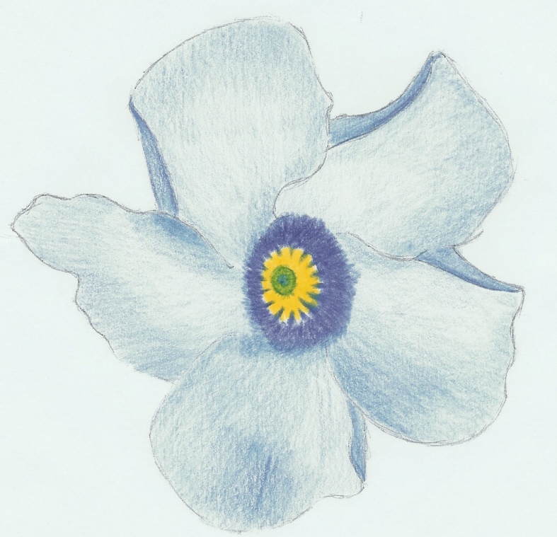 blue flower by thalius
