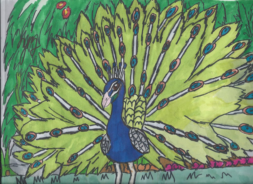 The Indian Peacock by thezackburg