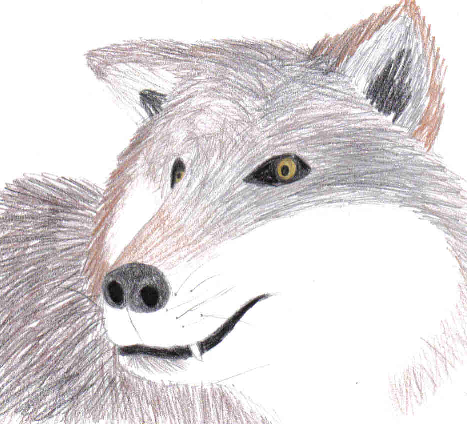 grey wolf by toboelover