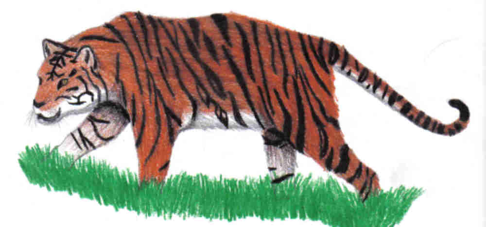 tiger for orangegirl by toboelover