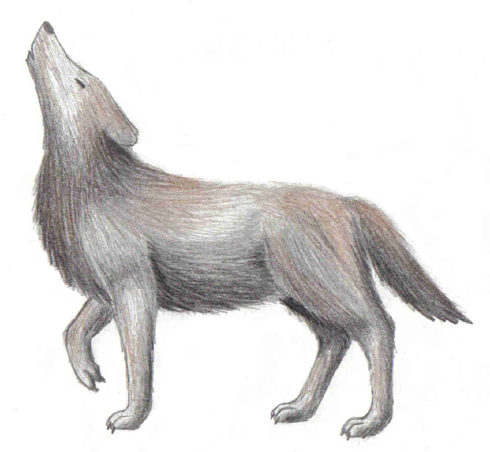 howling grey wolf by toboelover