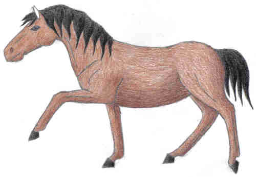 horse by toboelover