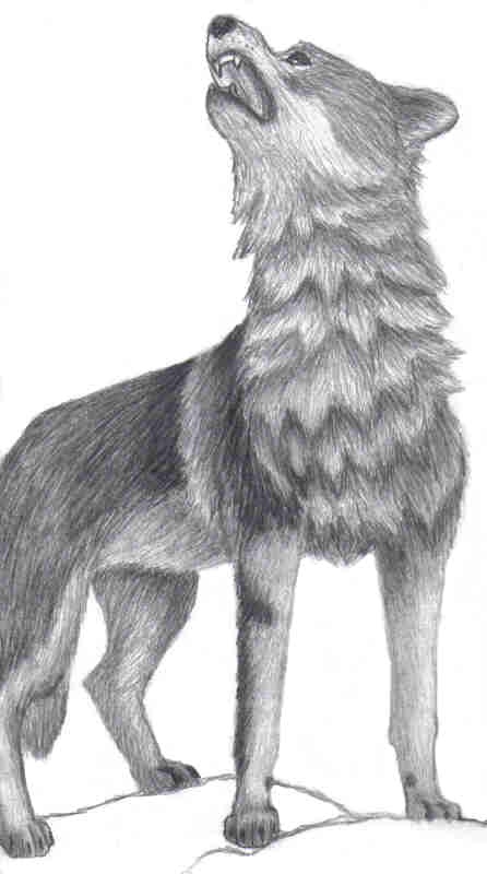 drawing of wolf figurine by toboelover
