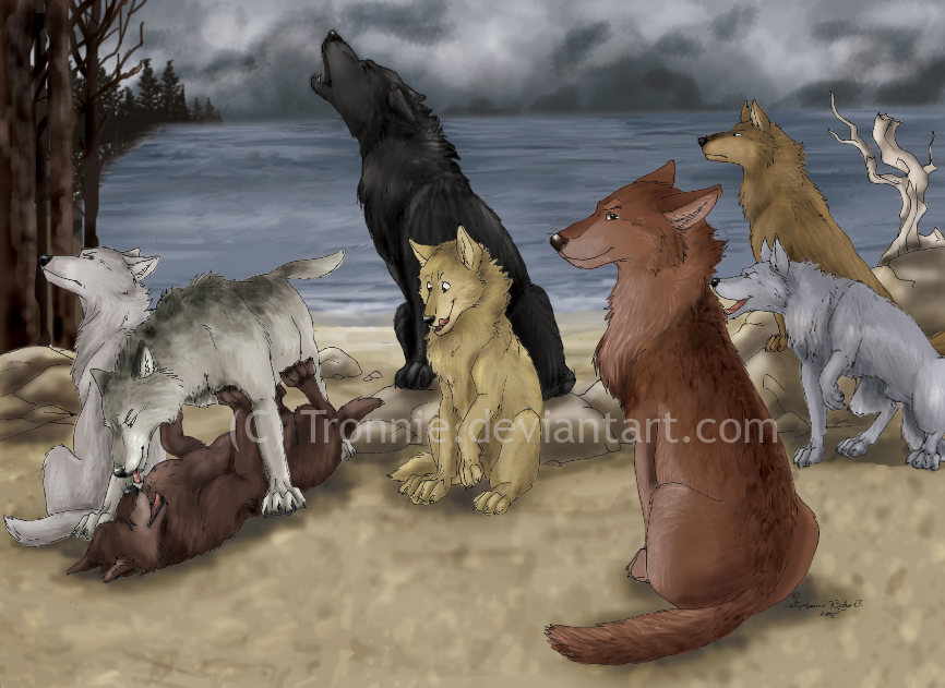 Quileute Wolf Pack by tronnie