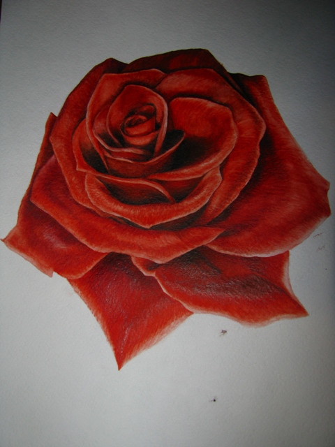 Rose by tzutosmila