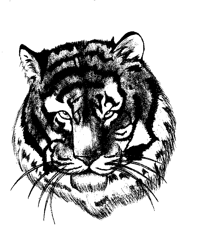 Tiger by Unosuke_Suru