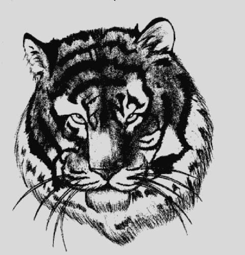 Um my tiger again -.- stupid thing by Unosuke_Suru