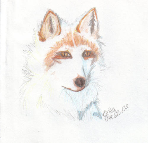 White fox by VDub