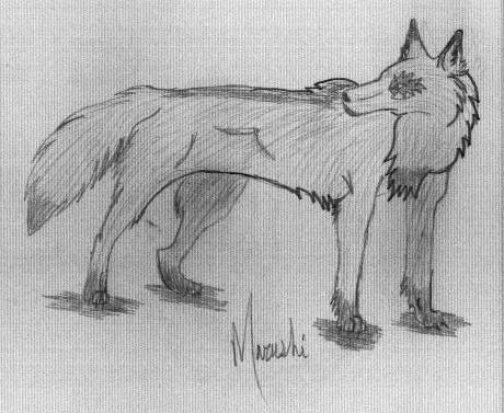 nd Wolf by VampireMarushi