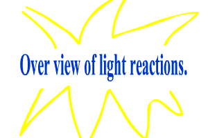 A biology Lesson- Overview Light Reactions by Vmwpoc