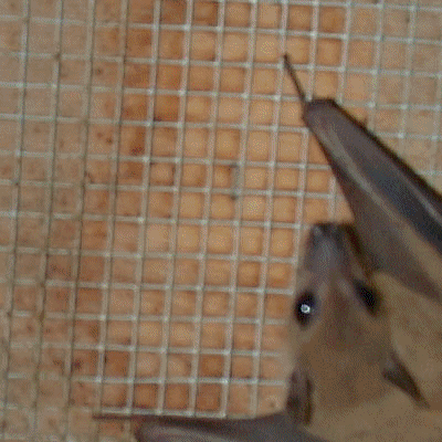 Bat avitar by vixenrath