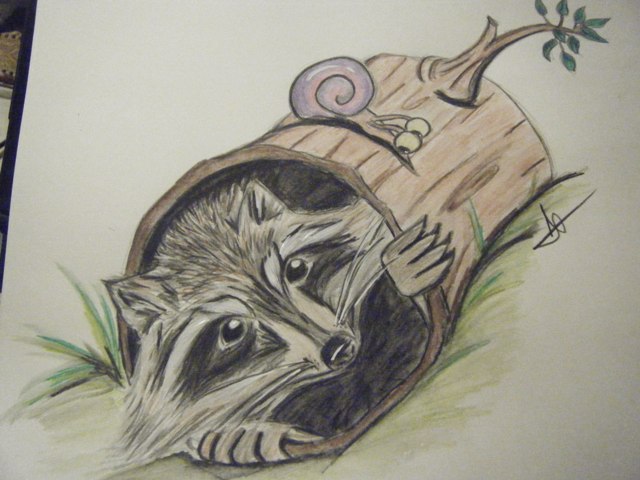 Raccooon! by Wasabi123