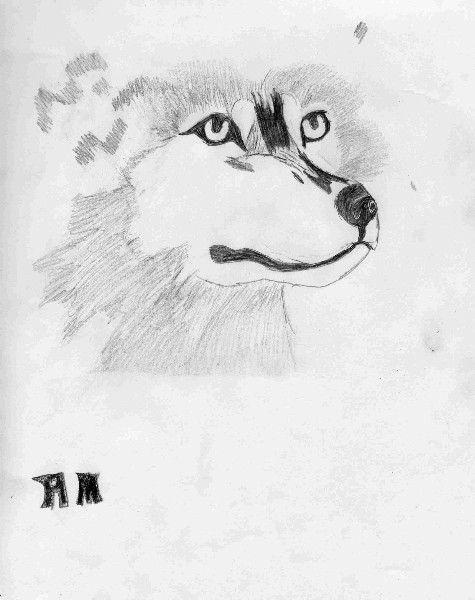wolf head by Weirdopunkwolf