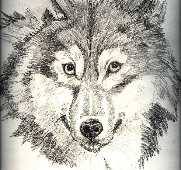 Wolf by WhiteWolf