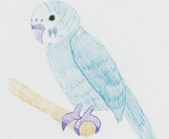My parakeet by Wild-Card-KKC